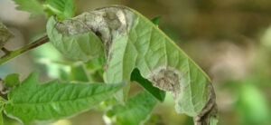 Tomato Leaf Curl: Why Are My Plant Leaves Curling Up? - Hydrobuilder ...