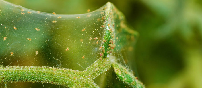 Spider Mites - How To Identify and Remove From Your Garden ...